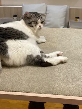 猫カフェモカ　イオンモール幕張新都心店に投稿された画像（2026/4/5）