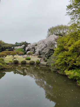 新宿御苑に投稿された画像（2026/4/5）