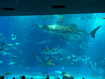 沖縄美ら海水族館に投稿された画像（2026/4/5）