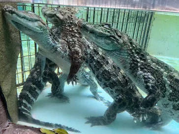 熱川バナナワニ園に投稿された画像（2026/4/5）