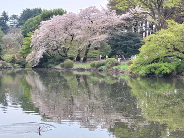 新宿御苑に投稿された画像（2026/4/5）