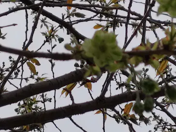 新宿御苑に投稿された画像（2026/4/5）