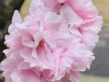 新宿御苑に投稿された画像（2026/4/5）