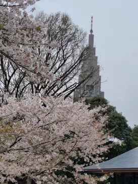 新宿御苑に投稿された画像（2026/4/5）