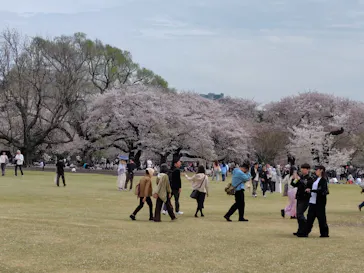 新宿御苑に投稿された画像（2026/4/5）