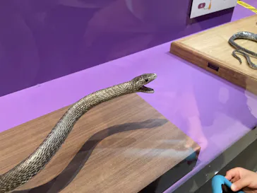 特別展「超危険生物展　科学で挑む生き物の本気」に投稿された画像（2026/4/5）