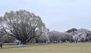 新宿御苑に投稿された画像（2026/4/5）