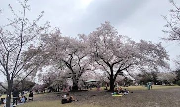 新宿御苑に投稿された画像（2026/4/5）