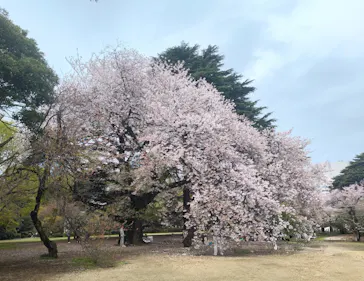 新宿御苑に投稿された画像（2026/4/5）
