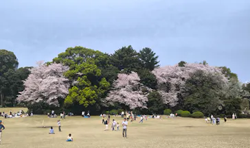新宿御苑に投稿された画像（2026/4/5）