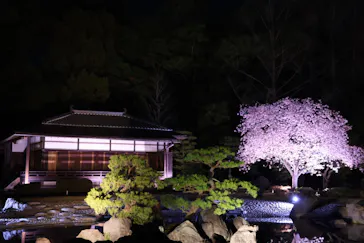 二条城2026 SAKURA NIGHTSに投稿された画像（2026/4/5）