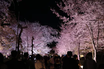二条城2026 SAKURA NIGHTSに投稿された画像（2026/4/5）