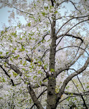 大阪城公園 西の丸庭園に投稿された画像（2026/4/5）