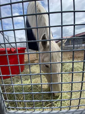 ノーザンホースパークに投稿された画像（2026/4/5）