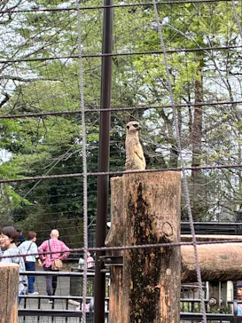 井の頭自然文化園に投稿された画像（2026/4/5）