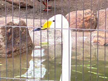 井の頭自然文化園に投稿された画像（2026/4/5）