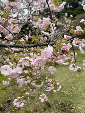 新宿御苑に投稿された画像（2026/4/5）