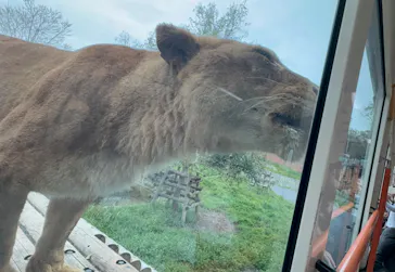 多摩動物公園 ライオンバス乗車券に投稿された画像（2026/4/5）