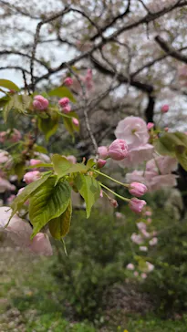 新宿御苑に投稿された画像（2026/4/5）
