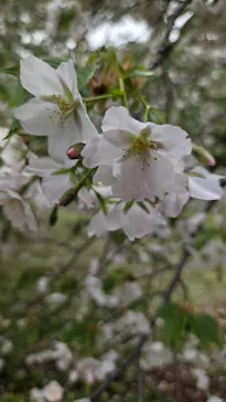 新宿御苑に投稿された画像（2026/4/5）