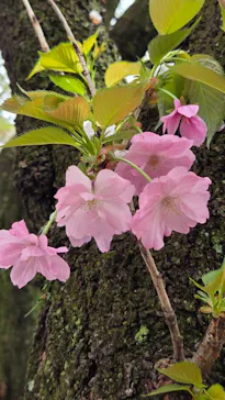 新宿御苑に投稿された画像（2026/4/5）