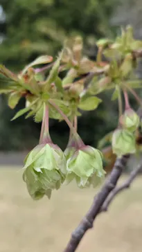 新宿御苑に投稿された画像（2026/4/5）