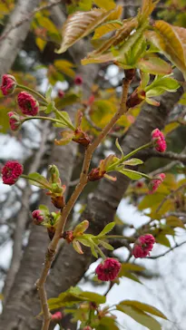 新宿御苑に投稿された画像（2026/4/5）