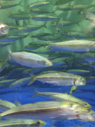 しながわ水族館に投稿された画像（2026/4/5）