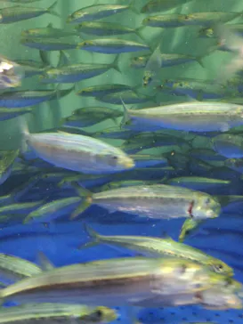 しながわ水族館に投稿された画像（2026/4/5）