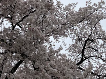 新宿御苑に投稿された画像（2026/4/6）