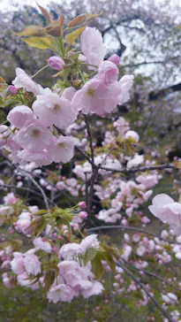 新宿御苑に投稿された画像（2026/4/6）