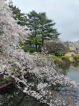 新宿御苑に投稿された画像（2026/4/6）