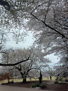 新宿御苑に投稿された画像（2026/4/6）