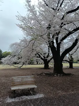 新宿御苑に投稿された画像（2026/4/6）