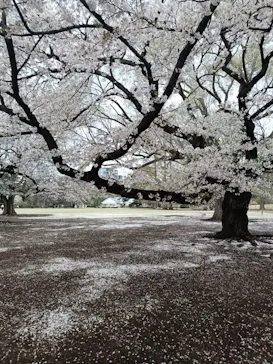 新宿御苑に投稿された画像（2026/4/6）