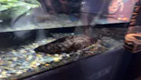 京都鉄道博物館×京都水族館に投稿された画像（2026/4/6）