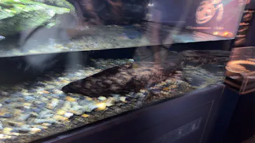 京都鉄道博物館×京都水族館に投稿された画像（2026/4/6）