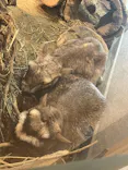 こども動物自然公園（埼玉県公園緑地協会）に投稿された画像（2026/4/6）