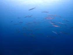 ダイブロックに投稿された画像（2026/4/6）