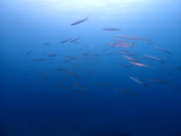 ダイブロックに投稿された画像（2026/4/6）