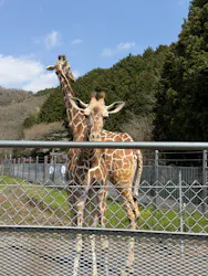 秋吉台自然動物公園 サファリランドに投稿された画像（2026/4/6）