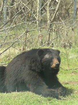秋吉台自然動物公園 サファリランドに投稿された画像（2026/4/6）