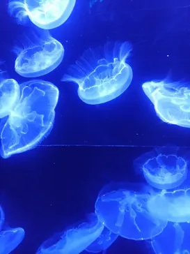 沖縄美ら海水族館に投稿された画像（2026/4/6）