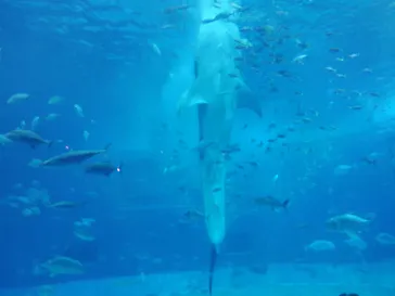 沖縄美ら海水族館に投稿された画像（2026/4/6）