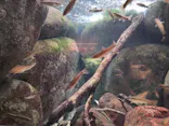 世界淡水魚園水族館　アクア・トトぎふに投稿された画像（2026/4/6）
