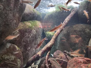 世界淡水魚園水族館　アクア・トトぎふに投稿された画像（2026/4/6）