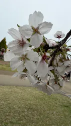 東武動物公園に投稿された画像（2026/4/6）