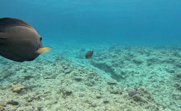 武藤潜水に投稿された画像（2026/4/6）