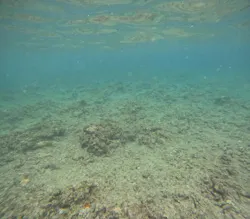 沖縄マリンサービス碧に投稿された画像（2026/4/6）