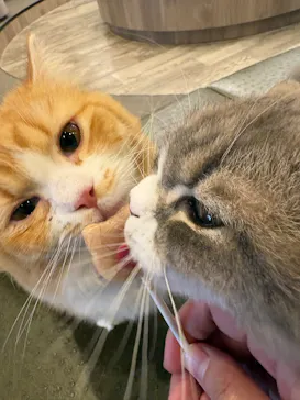 猫カフェモカ　渋谷公園通り店に投稿された画像（2026/4/6）